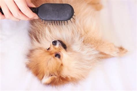 DIY Grooming: How to Use the Magic Fur Brush at Home